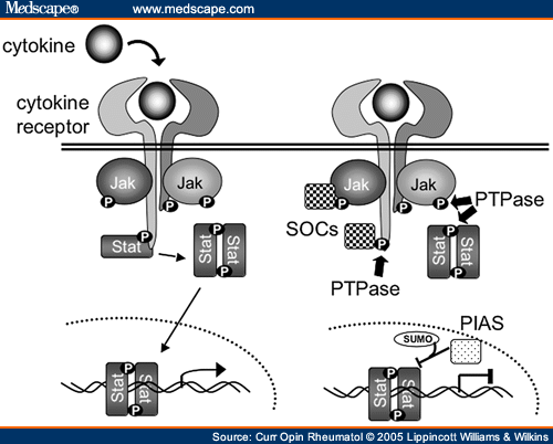 Cytokine Signaling