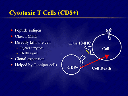 helper t cell. Helper T Cells (CD4+) The CD4+
