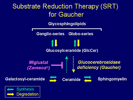Substrate Reduction Therapy (SRT) for Gaucher