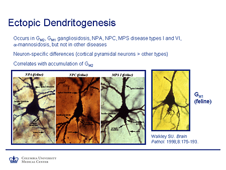 Ectopic Dendritogenesis