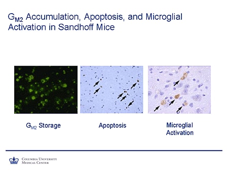 G M2 Accumulation, Apoptosis, and Microglial Activation in Sandhoff Mice