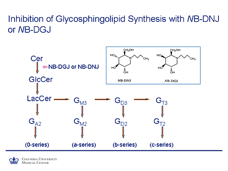 Inhibition of Glycosphingolipid Synthesis with NB-DNJ or NB-DGJ