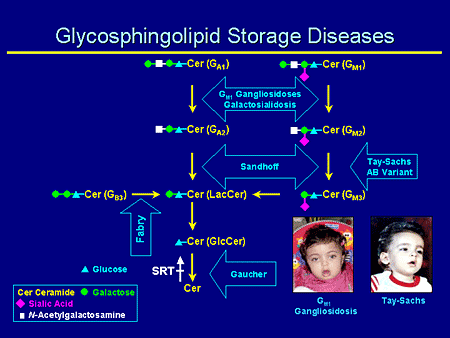 Glycosphingolipid Storage Diseases