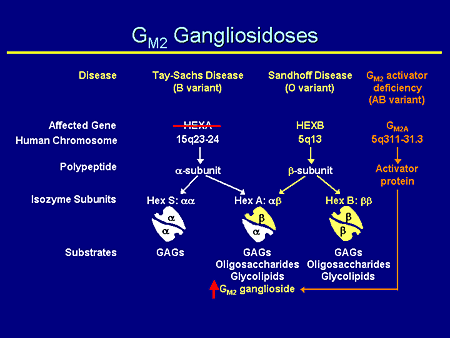 GM2 Gangliosidoses