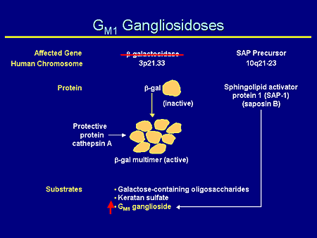 GM1 Gangliosidoses