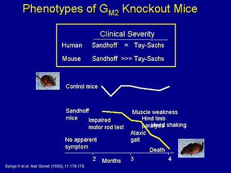 Phenotypes of GM2 Knockout Mice