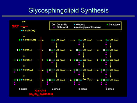 Glycosphingolipid Synthesis