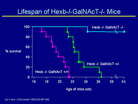 Lifespan of Hexb-/-GalNAcT-/- Mice