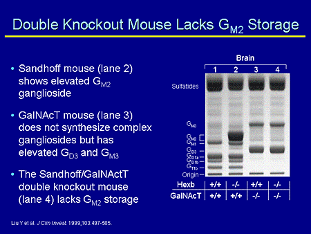 Double Knockout Mouse Lacks GM2 Storage