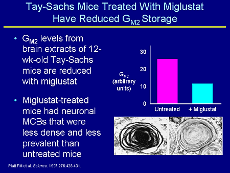 Tay-Sachs Mice Treated With Miglustat Have Reduced GM2 Storage