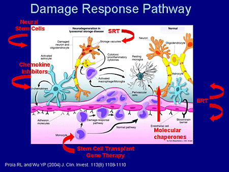 Damage Response Pathway