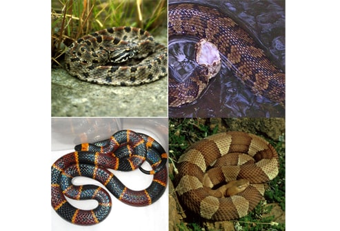 coral snake envenomation